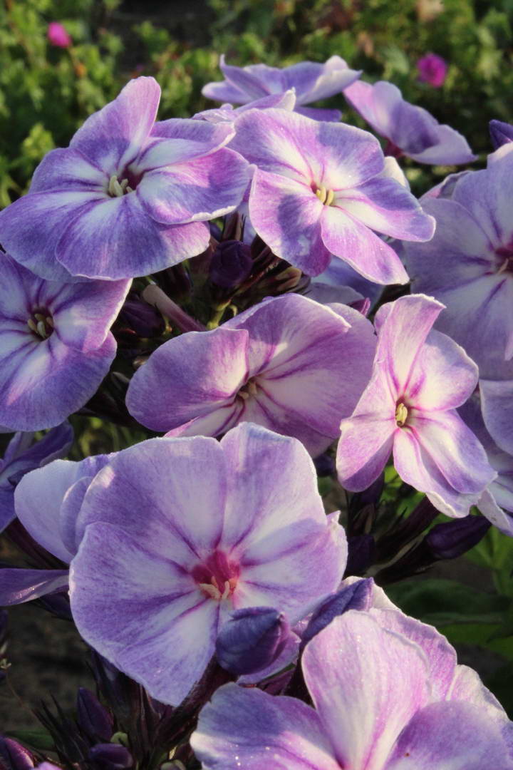 Phlox paniculata 'Younique Old Blue'